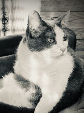 Meet your Posher, Ramona